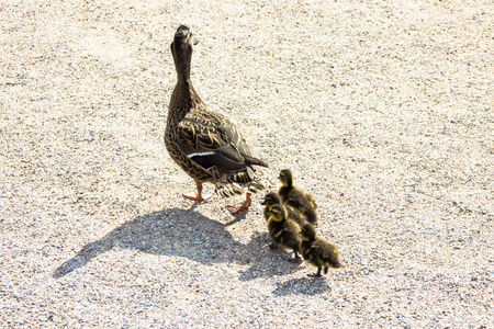 鸭市 ducklings.walk