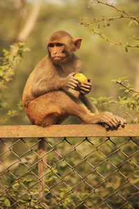 猕猴吃一个苹果，新德里
