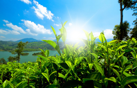 与太阳的茶叶种植园