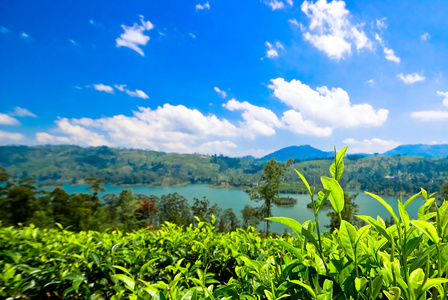 茶叶种植园图片