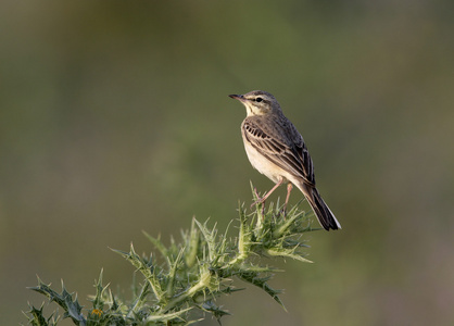 黄鱼鹨 anthus 白菜