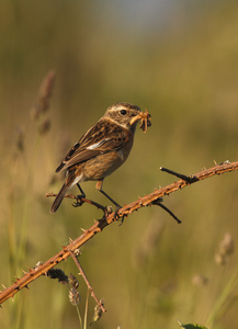 stonechat，该岩黄连