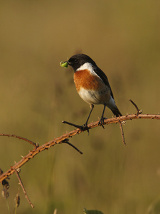 stonechat，该岩黄连