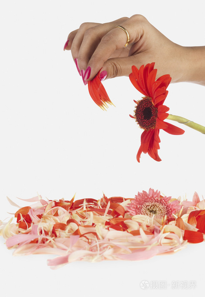 女人的手采摘菊花的花瓣