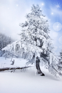 雪杉木树