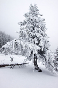 雪杉木树