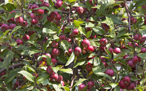 很多成熟的红苹果，一棵树上