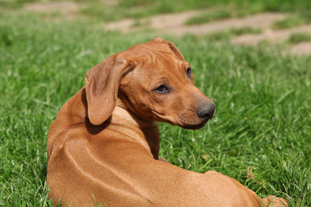 罗得西亚 ridgeback 小狗在花园里