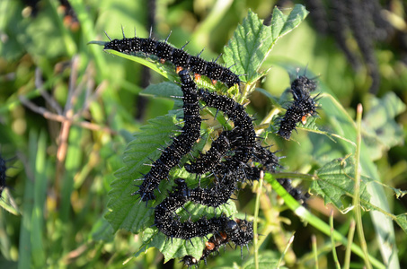 黑色毛毛虫小樱蝶蝴蝶照片