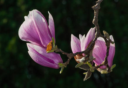 玉兰花树