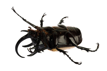 犀牛甲虫 bug