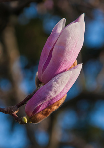 玉兰花树