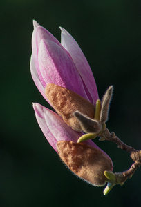 玉兰花树