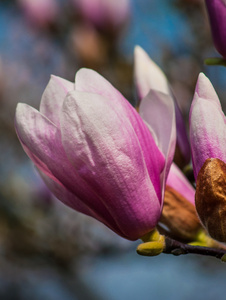 玉兰花树图片