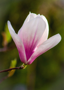 玉兰花树