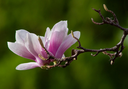 玉兰花树