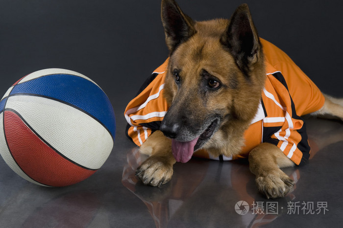德国牧羊犬与篮球