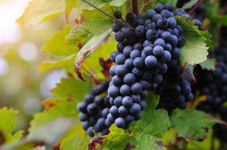 篮子里装满了红苹果红馆莲花花园寺的太阳城公园北京,中国红馆岩石