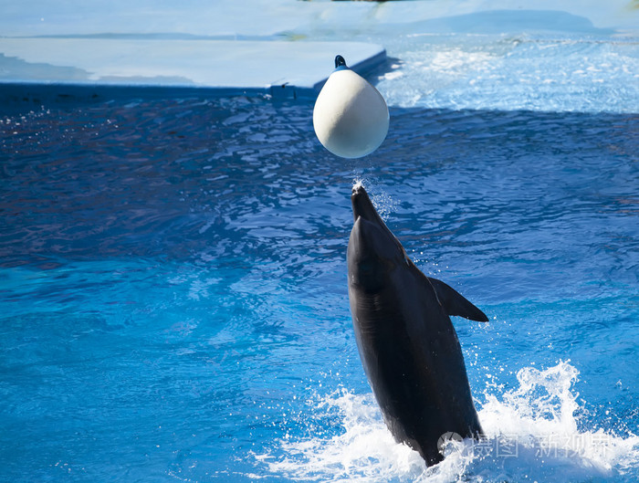 玩白球在水中的海豚