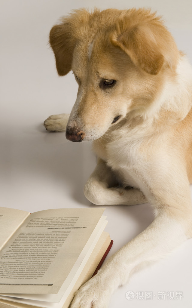 读一本书的狗
