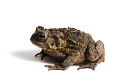 美洲蟾蜍美洲蟾蜍在白色背景上孤立的蟾蜍