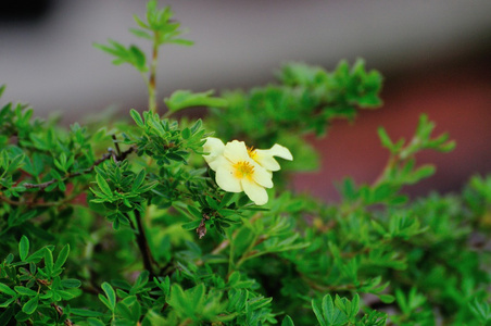 小黄花图片