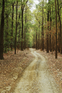 泥土路，穿过一片森林