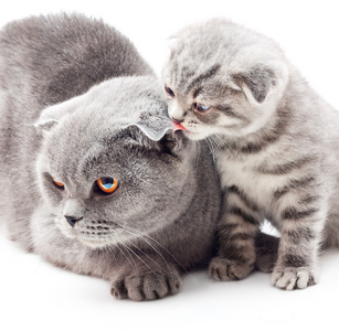 猫妈妈和小猫图片