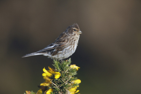 twite，黄雀 flavirostris