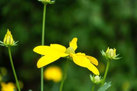 黄花