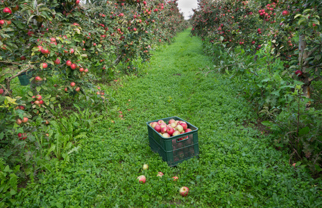 果园主义者图片