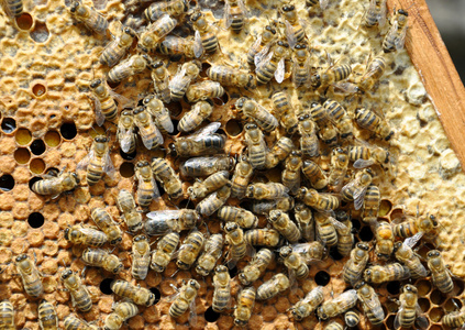 蜜蜂蜂架