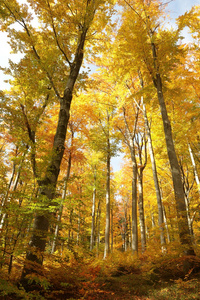 山毛榉森林在秋天的颜色