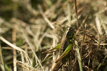 蟋蟀在草丛中照片