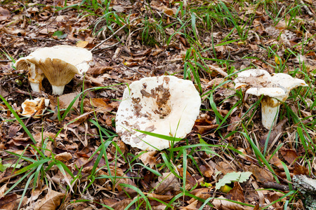 红菇得利卡蘑菇在秋天凋落