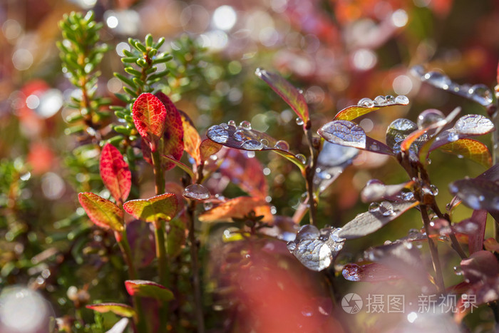 植物叶片在阳光明媚的天气雨后