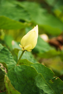 白莲花在反对早上光河