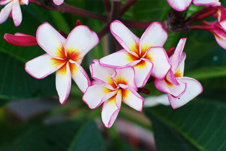 它的叶子白梅香花