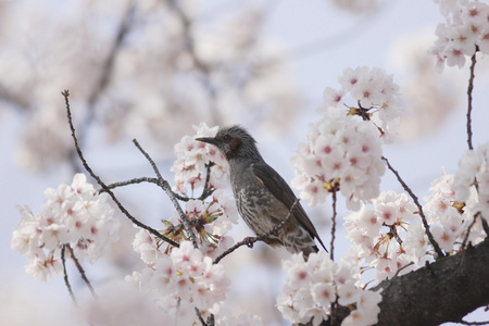 在日本的棕耳鹎 microscelis amaurotis