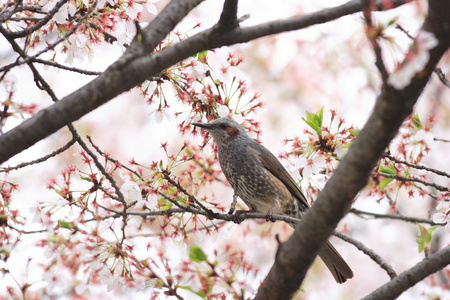 在日本的棕耳鹎 microscelis amaurotis