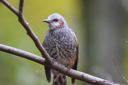 在日本的棕耳鹎 microscelis amaurotis