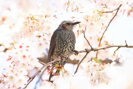 在日本的棕耳鹎 microscelis amaurotis