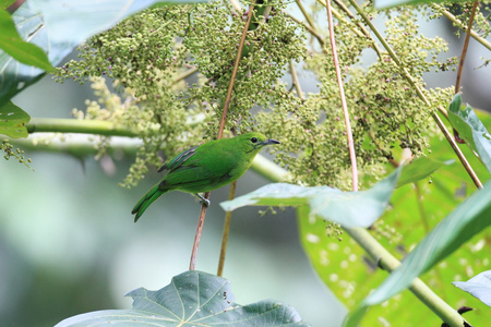 蓝带翼的 leafbird