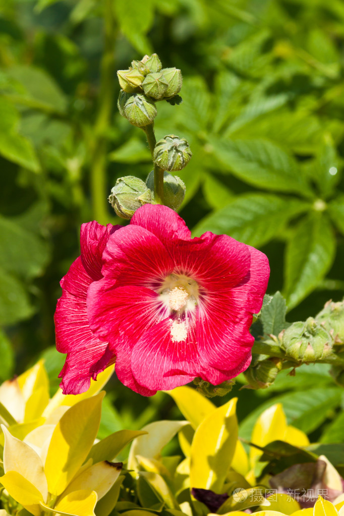 美丽的花朵照片-正版商用图片1dhoc5-摄图新视界