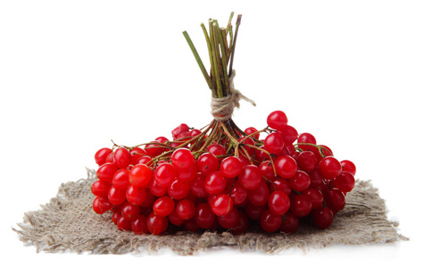 琼花在白色孤立的红色浆果