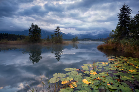 上湖 barmsee 云豹早上水百合