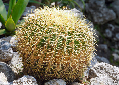 棘手的仙人掌植物