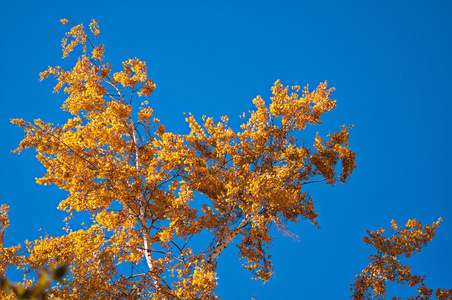 桦木黄色树叶天空蓝色的背景上