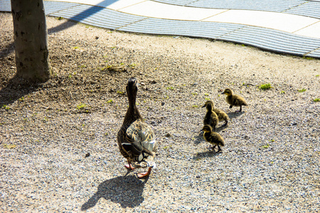 鸭市 ducklings.walk