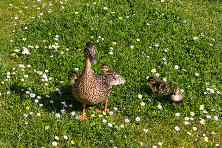 鸭市 ducklings.walk